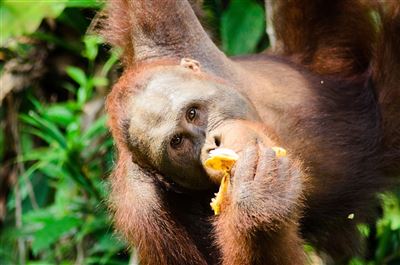 Wildlife Orang Utans